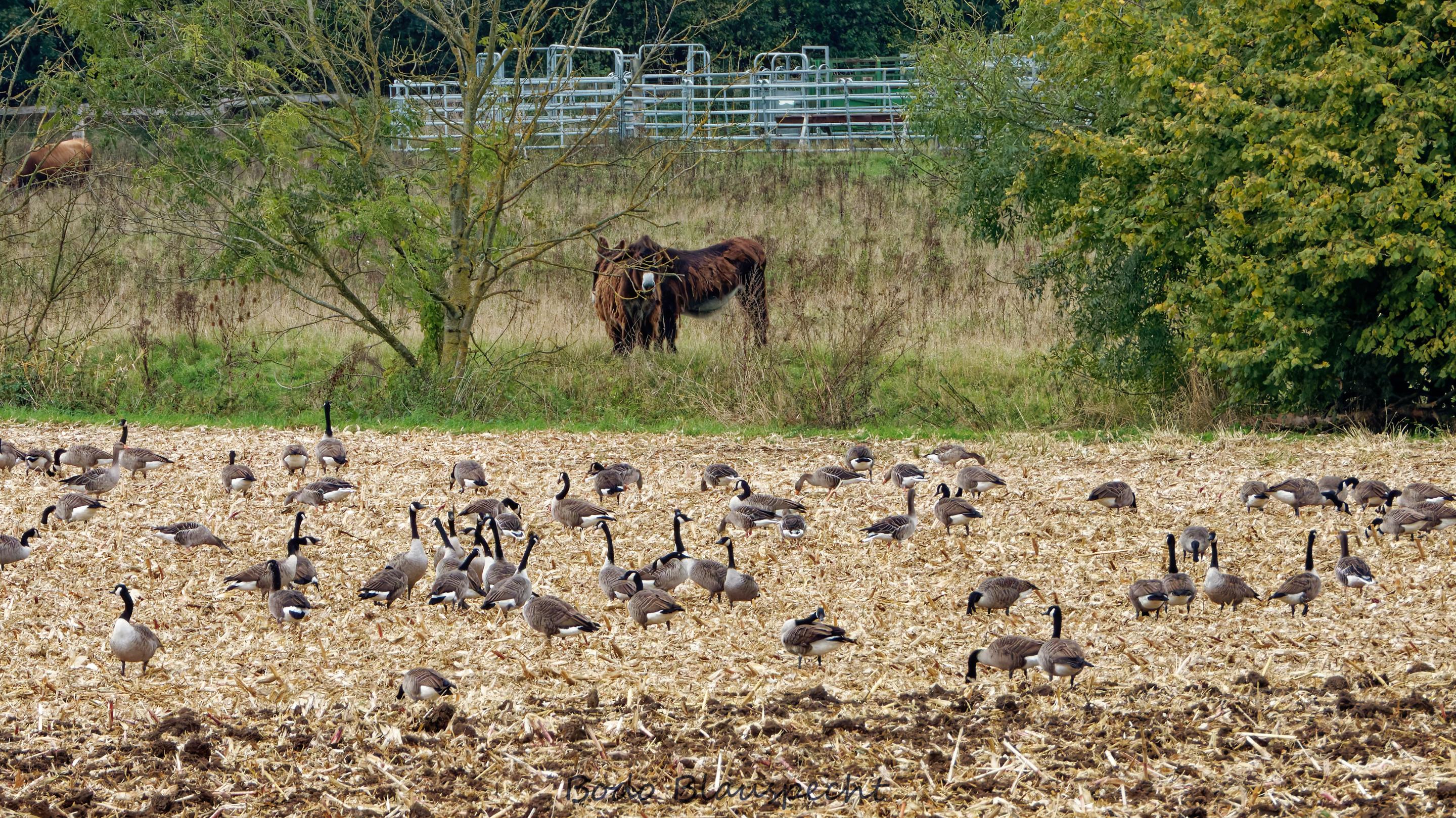 Landschaft   Tiere   Steveraue   2025.10.03 10.11 161 HQ